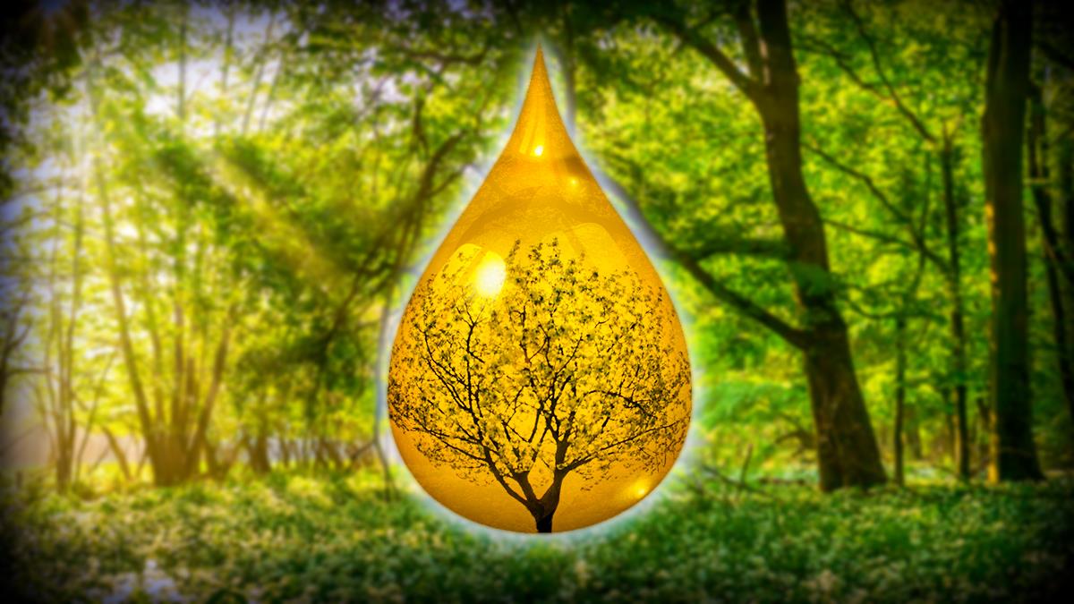Sustainability and Eco-Friendly Lubricants: A New Frontier in Lubrication Programs